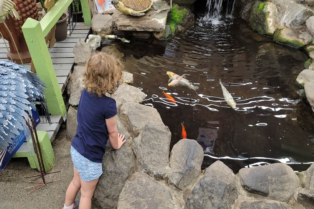 Koi Pond Swimming Pool Can You Swim With Koi In Your Pond