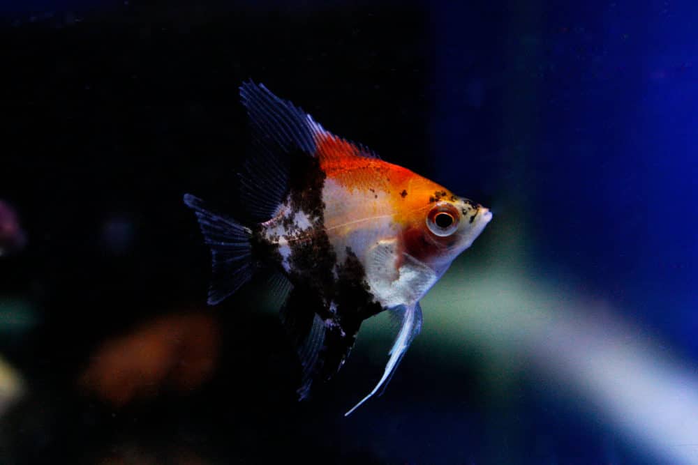 A multi-colored angel fish in an aquarium