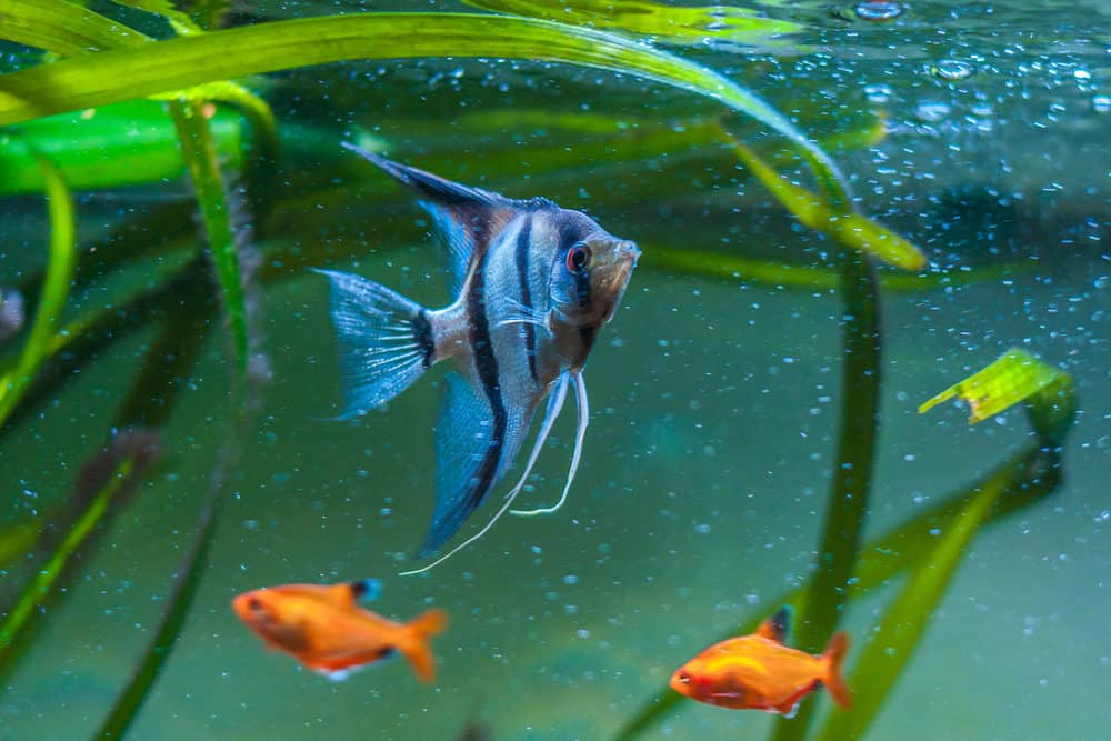 A blue and black angelfish with 2 orange ones