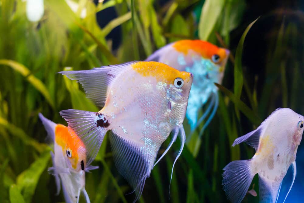 Four Angelfishes with Orange Markings inside an Aquarium