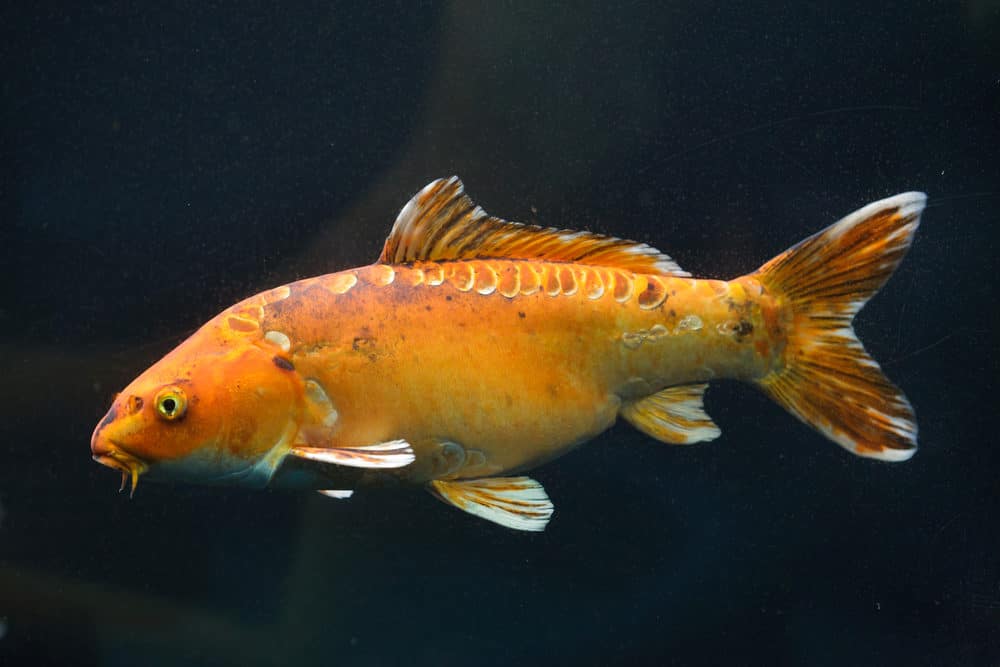 Bright Colored Chinese Koi Fish