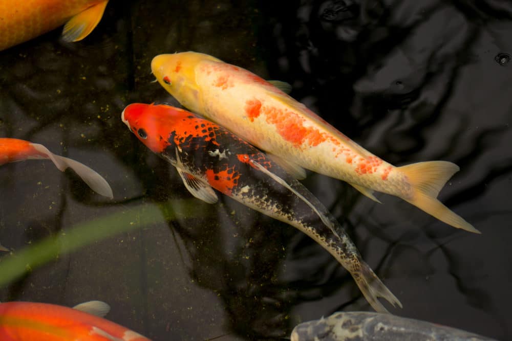 Two Types of Chinese Koi Fish - One with Black Markings and One with Orange Markings