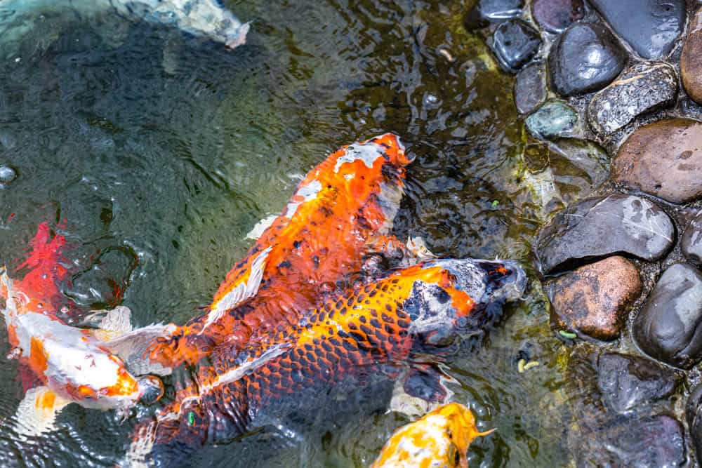 Two Brightly Colored Chinese Koi Fish
