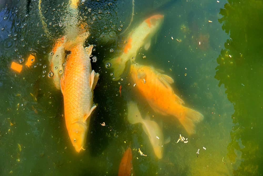 A group of Dead Koi - Two are Orange and the Other Two has a White Base With Orange Markings