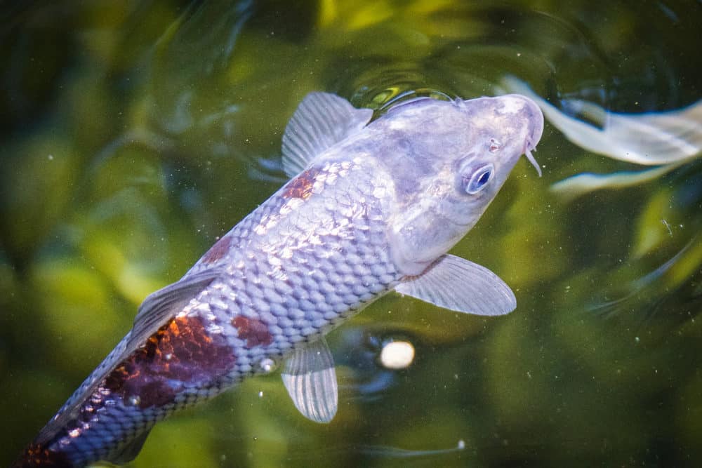 Silver Ginrin Koi with Brown Markings