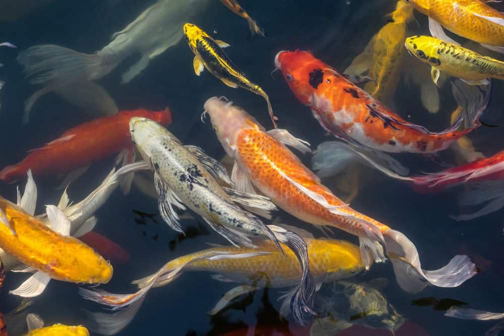 Ginrin Koi with different kinds of Koi