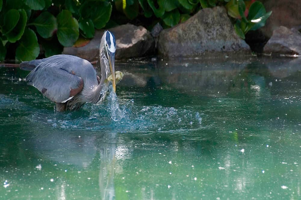 A heron landed on a bond and in the middle of catching Koi