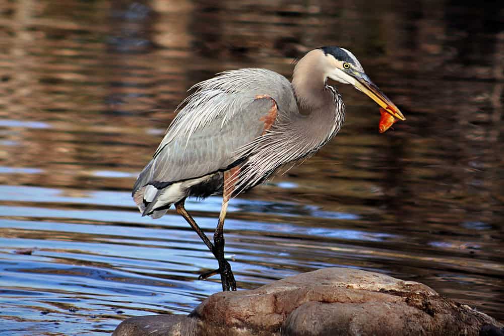 A multi-colored heron eating an orang Koi on top of a stone