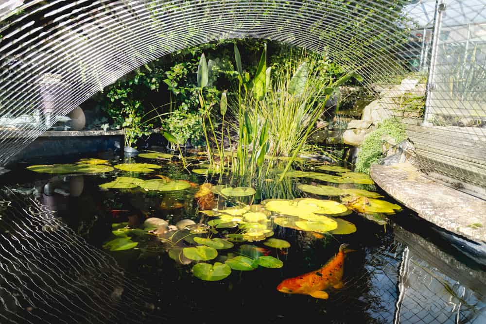 A covered Koi pond with an orange Koi