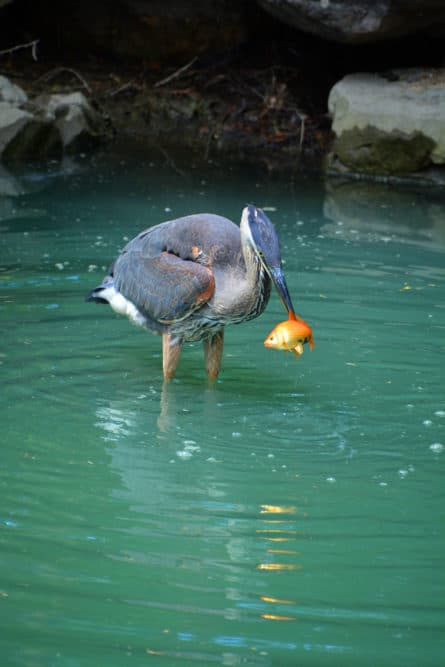 A multi-colored heron nibbling on a Koi fish