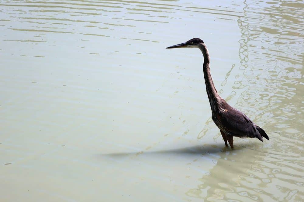 A black heron in a Koi Pond