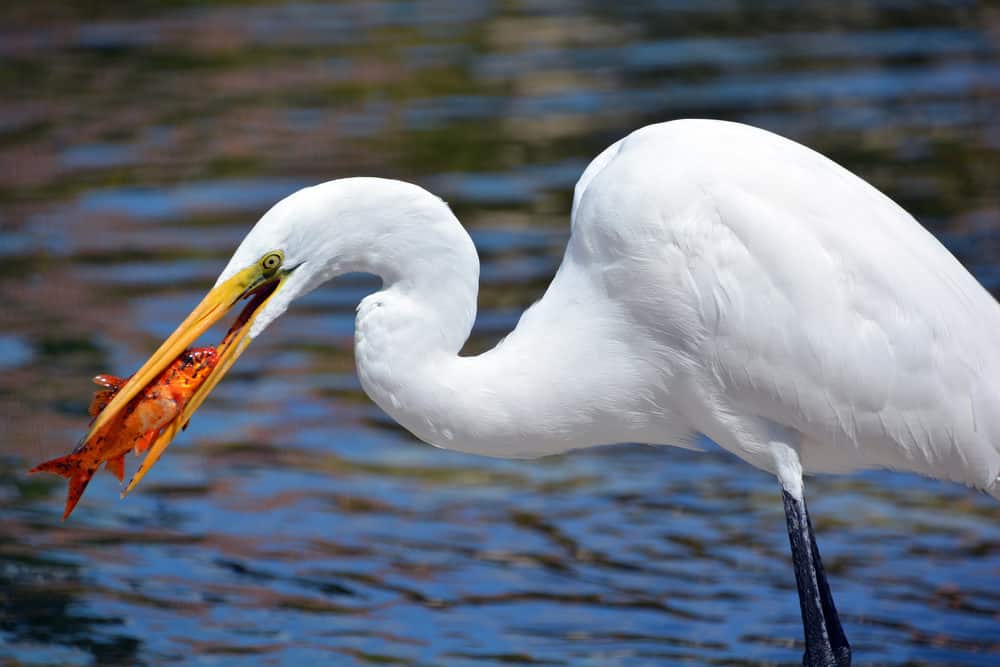 White Heron with 2 Koi fishes in its mouth