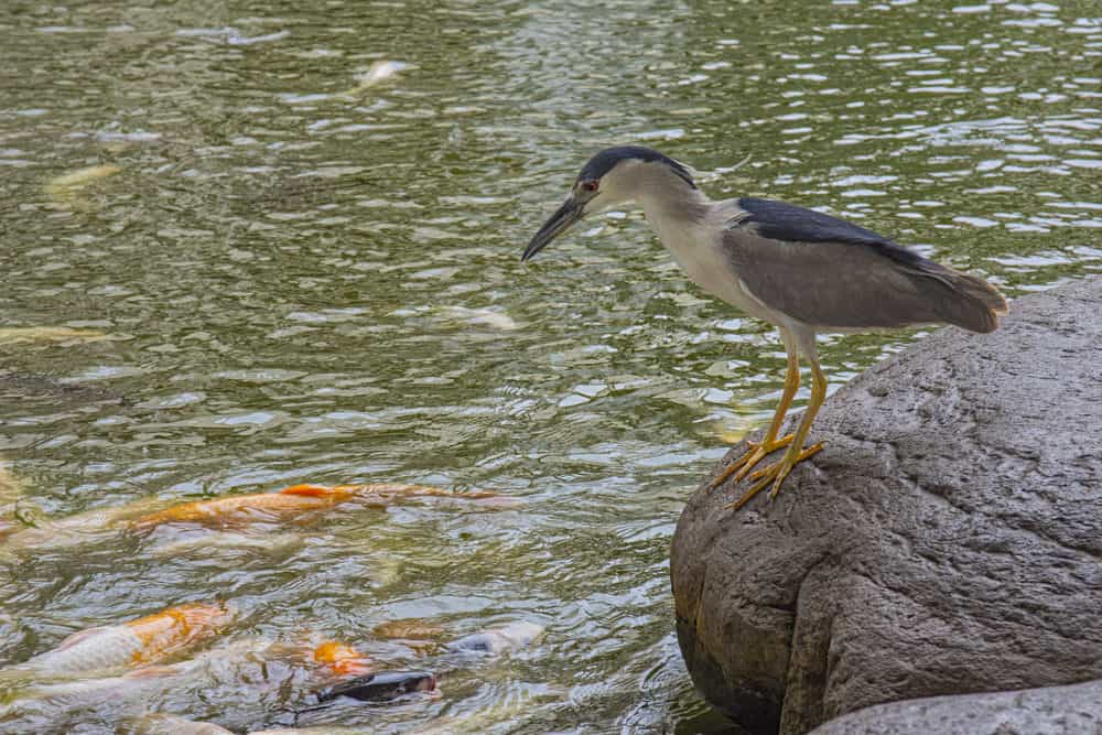 Black, white and gray Heron looks over Koi in a pond