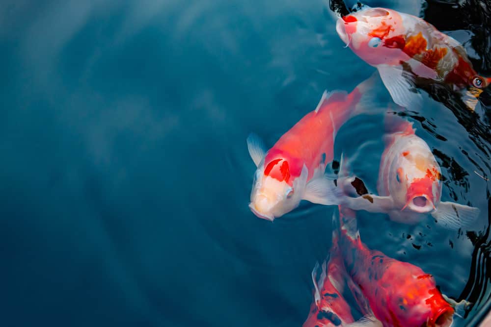 A group of two types of Koi in a swimming pool
