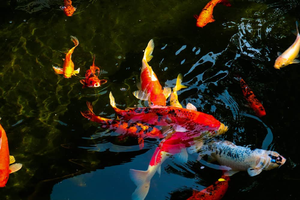 A photo of a variety of Koi Fish with multiple colors