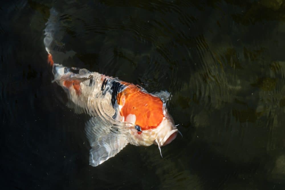 A Koi with White Base with Orange and Black Markings