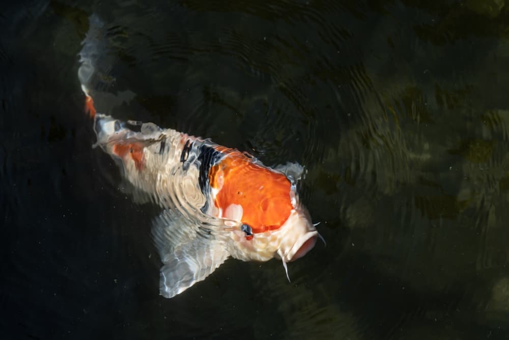 Koi Fish Fins and Tails | Anatomy, Parts, Diseases