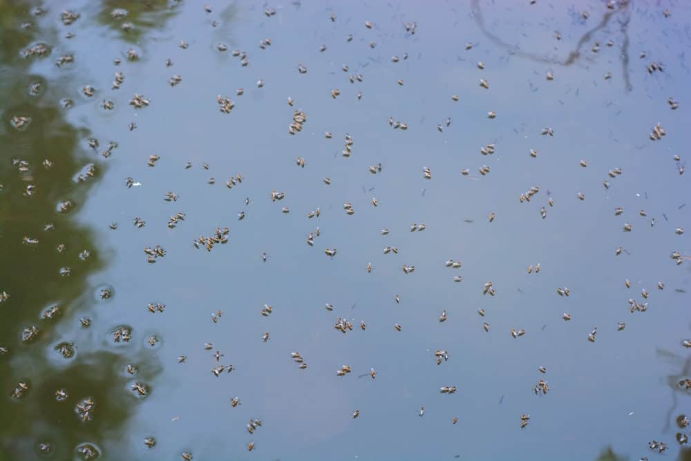 A photo of Mosquitoes in a Pond