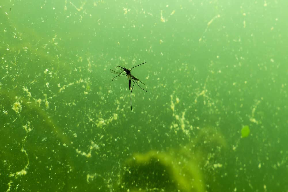 A Black Mosquito in a Pond