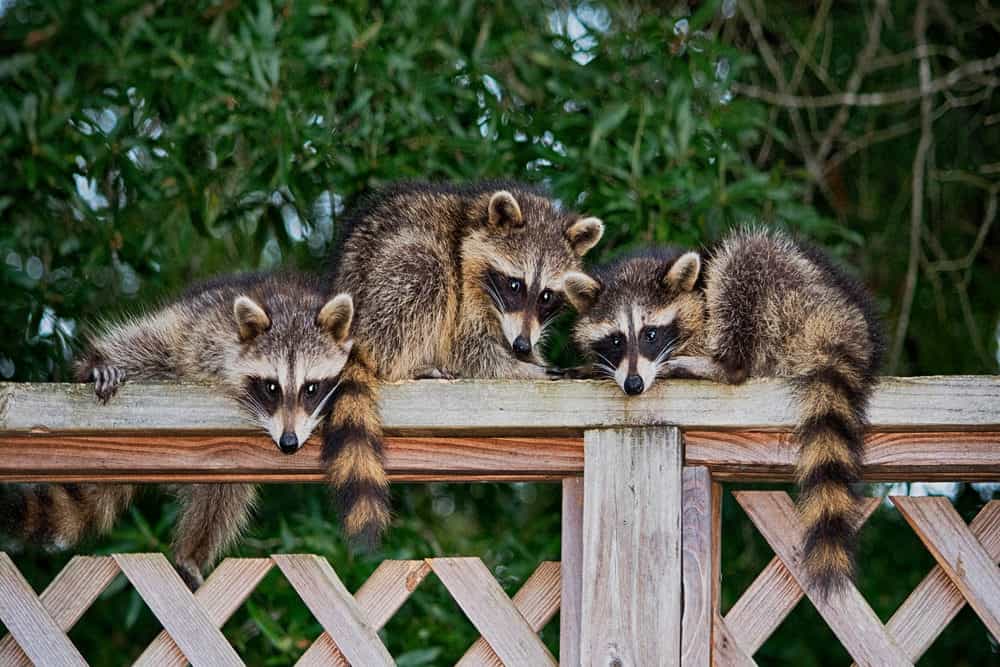 Three raccoons hanging out in a fence in a backyard