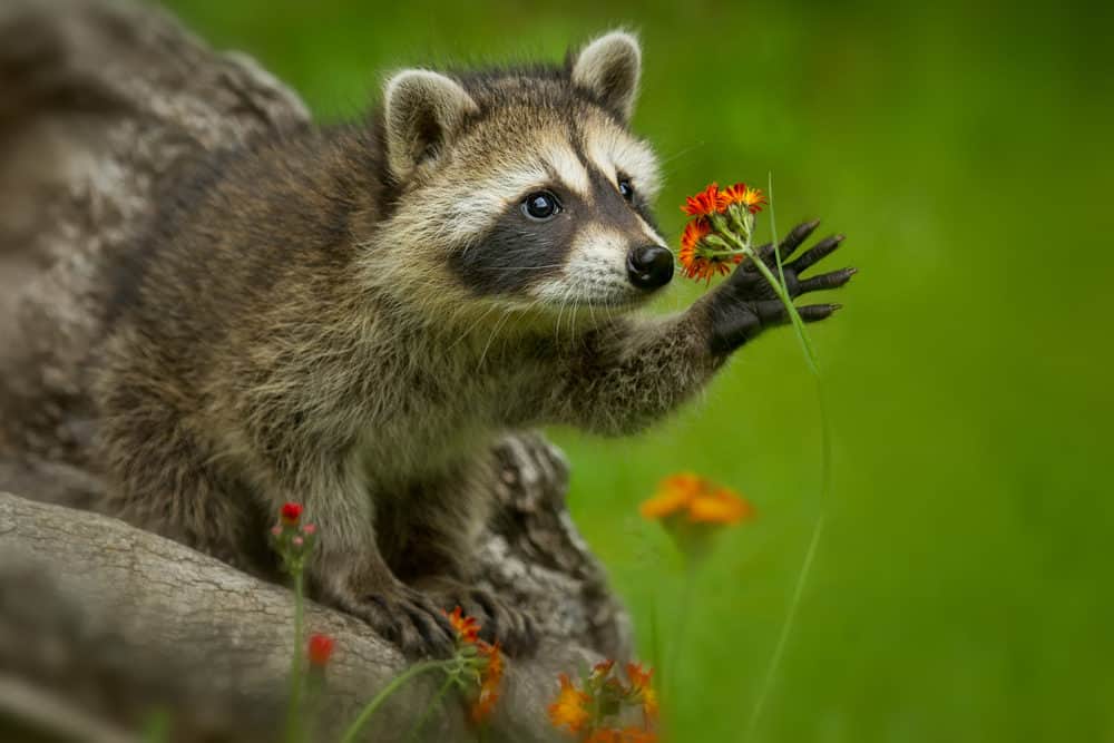 A raccoon grabbing a ref flower in the outdoors.