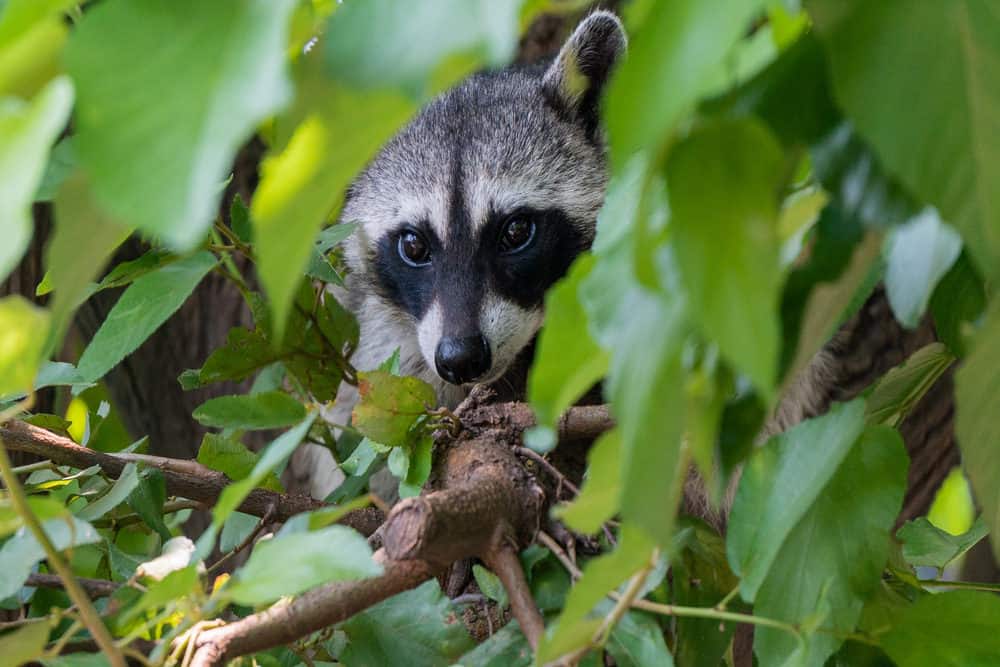 A raccoon hiding in between the leaves of a tree.