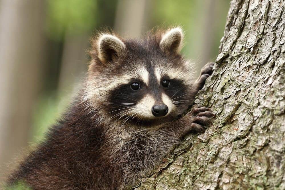 A single Raccoon climbing a tree