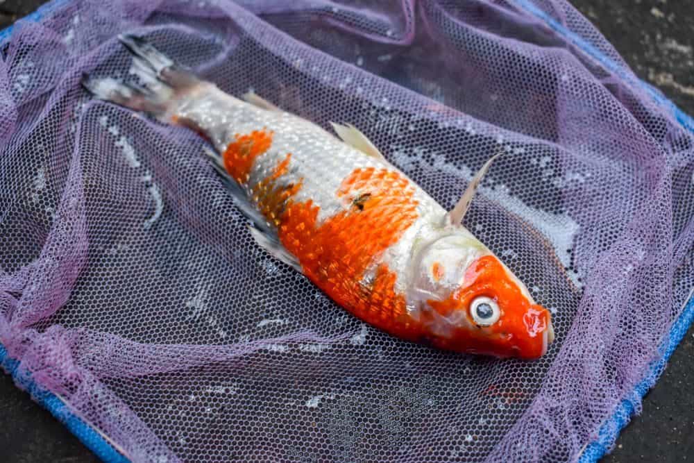 ammonia-poisoning-a-toxic-killer-for-koi-and-other-fish