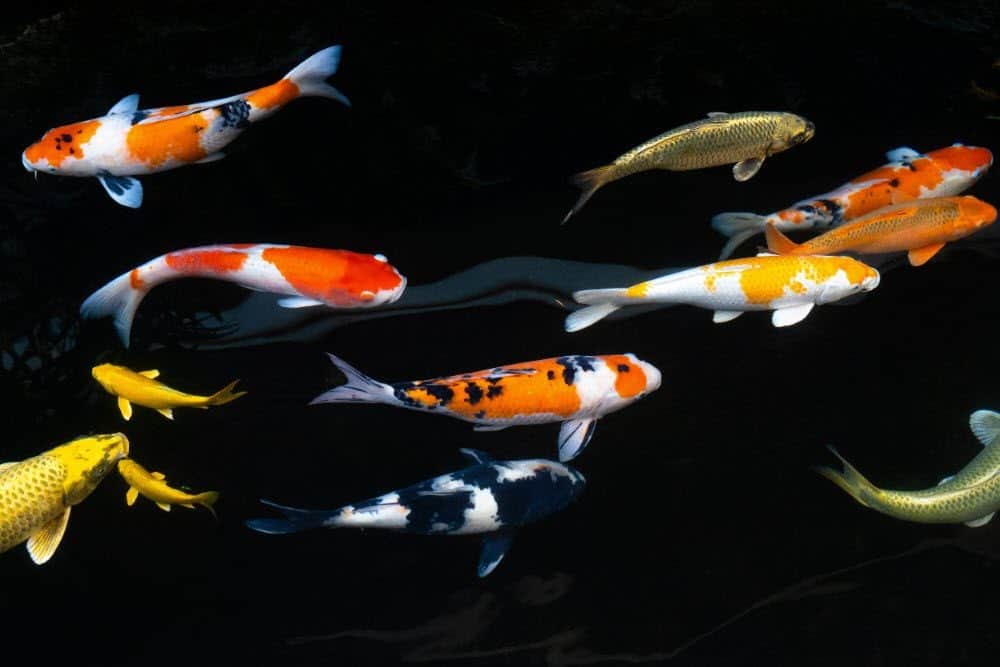 Photo of a variety of koi - some with black markings