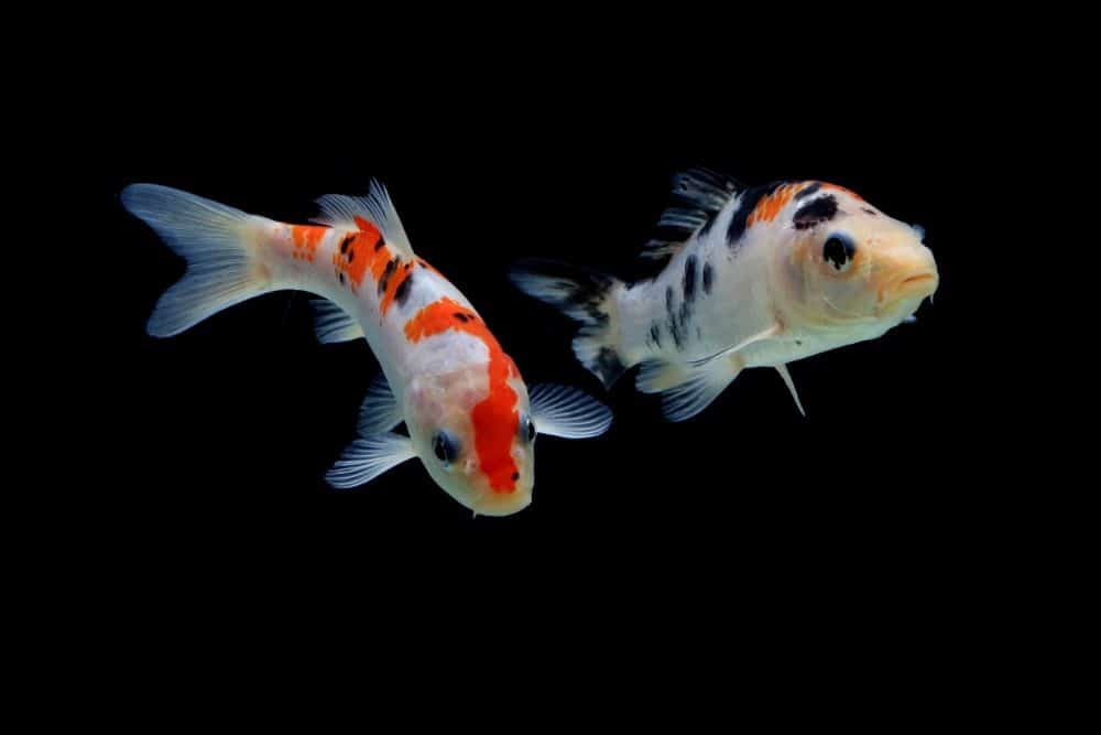 Photo of two koi with black markings