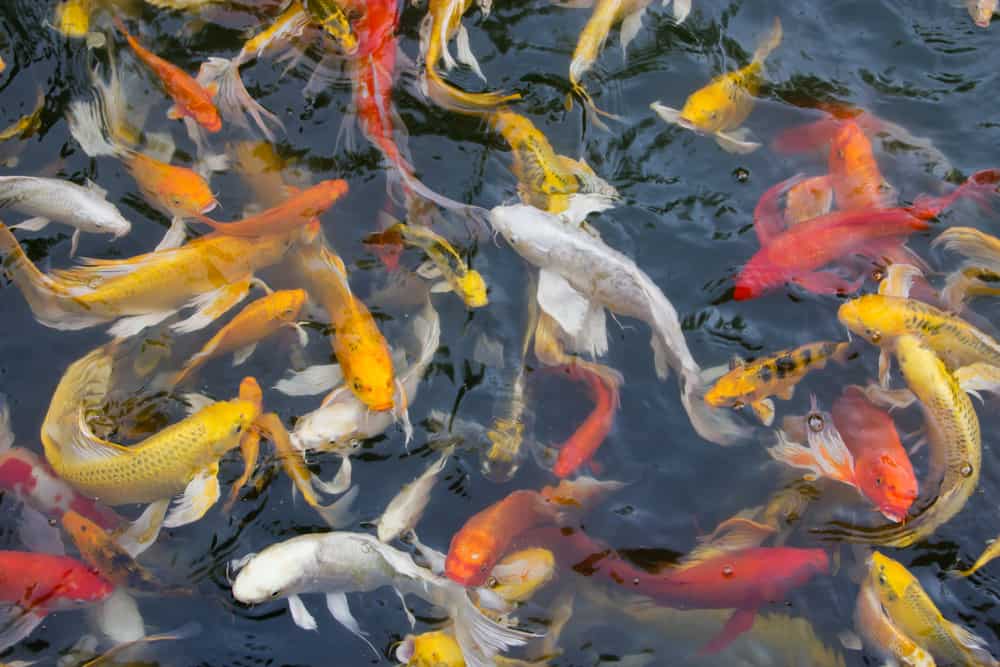 White Koi Fish | Varieties of Koi Fish with White Markings