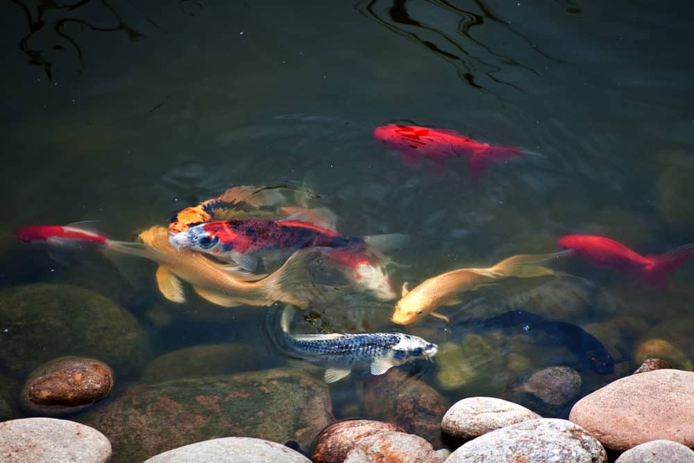 A variety of Butterfly Koi with different colors