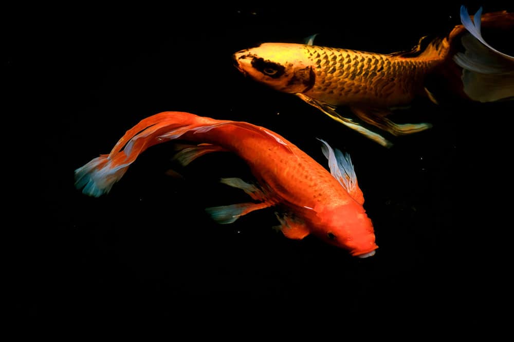 Two different Butterfly Koi Fish