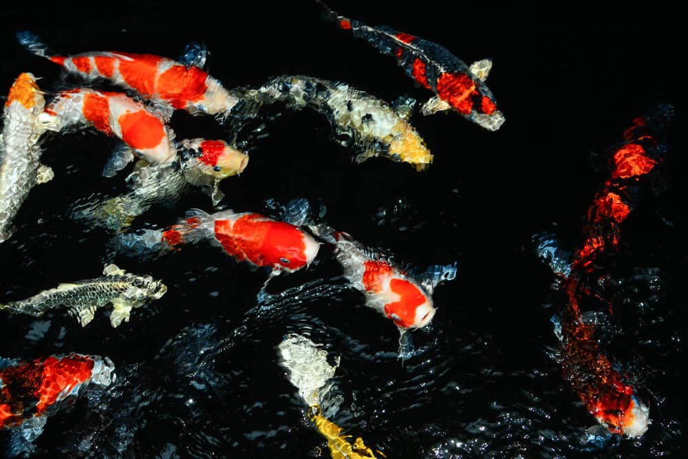 Group of Koi with Different Colors