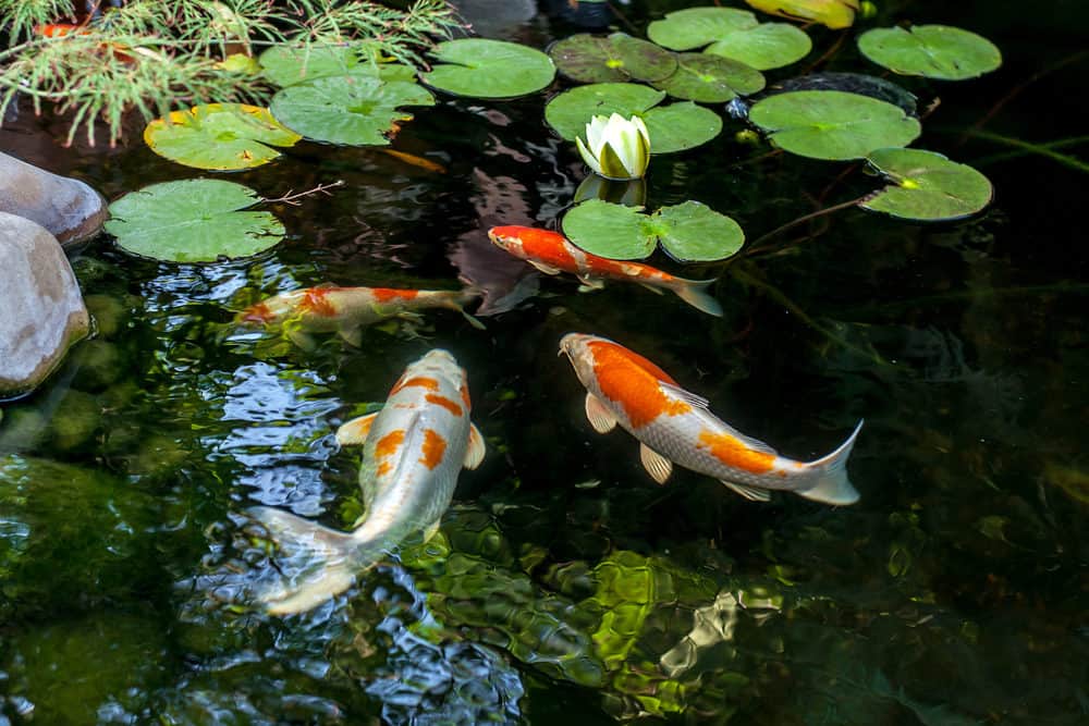 Koi in a pond