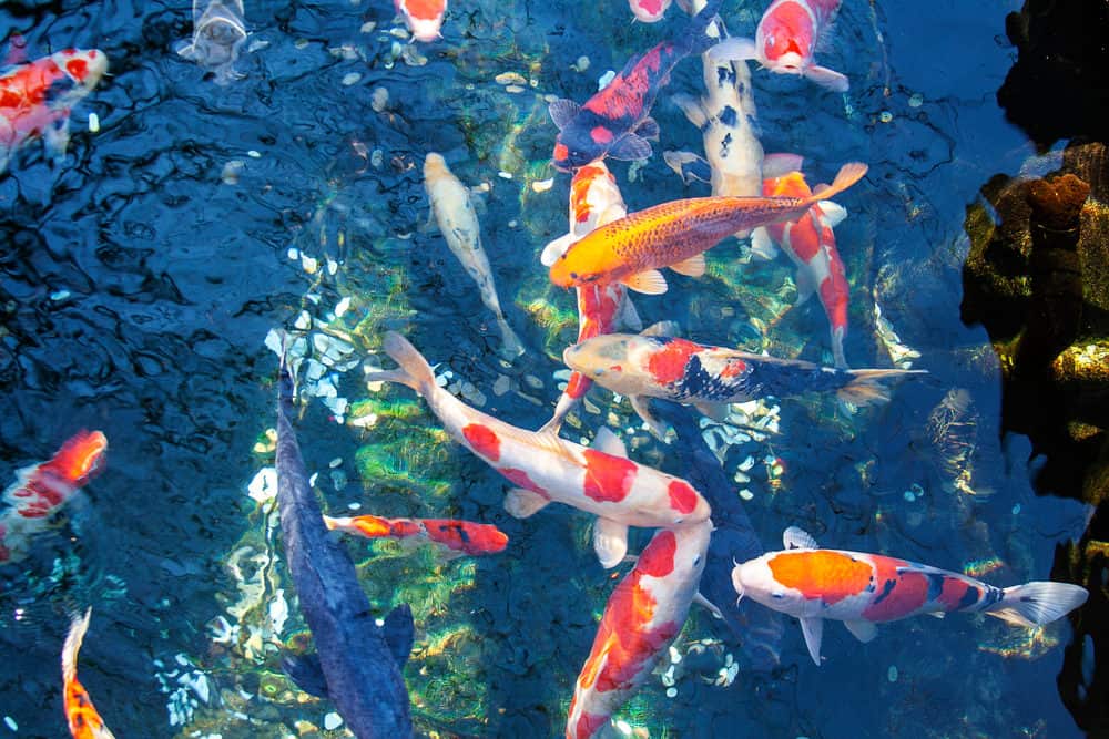 A variety of Different Koi Fish in a pond