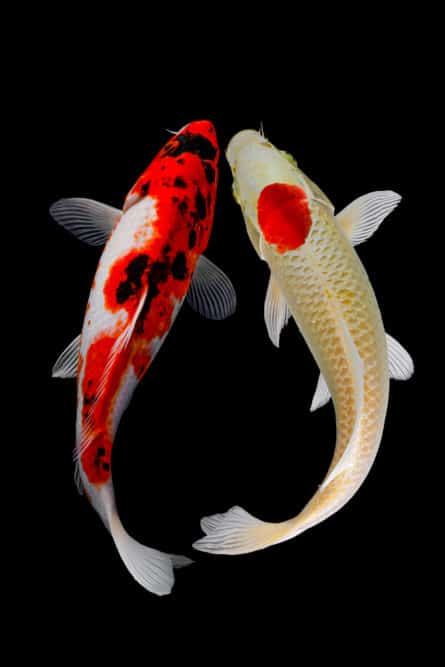 Two Types of Koi - one is white with orange and black markings and one is white with an orange mark