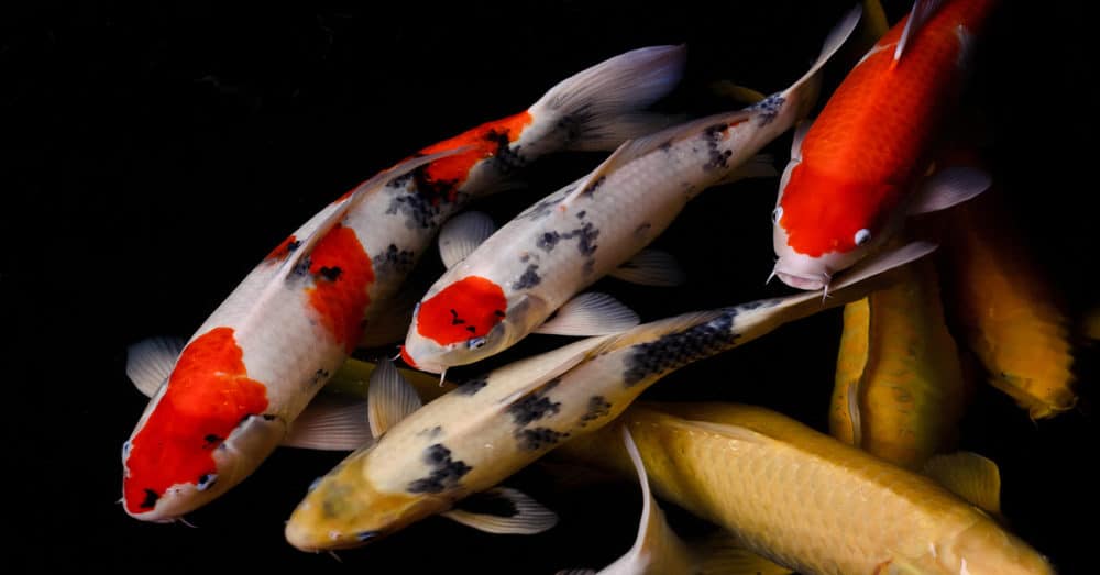 A photo of different varieties of Koi