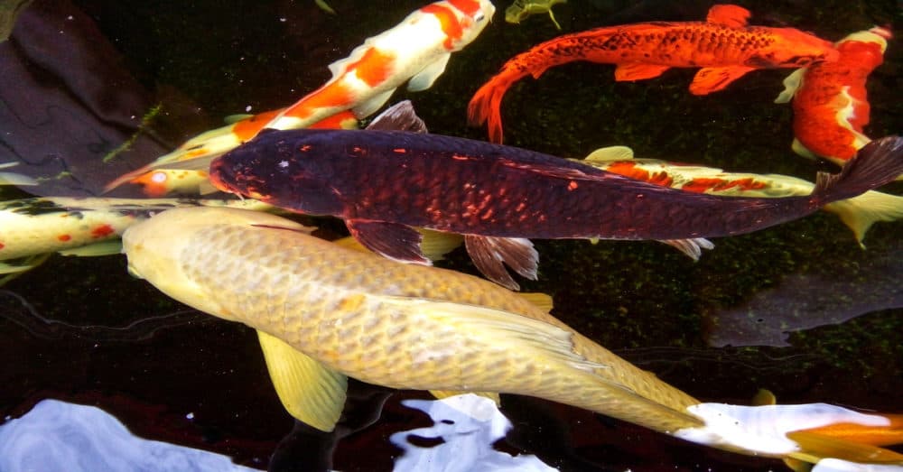 A variety of Koi Fish and One is Chagoi Koi