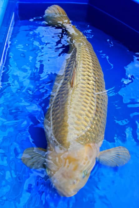 Chagoi Koi Fish in a Bucket