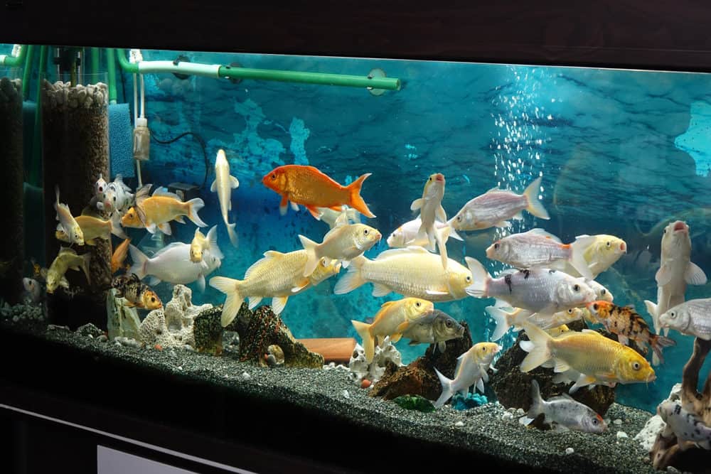 Different Colored Koi Fish in an Aquarium