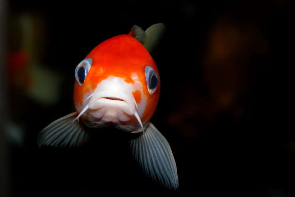 A Single Koi Fish with a White Base and Orange Markings