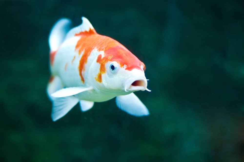 A Photo of a Koi With Dropsy