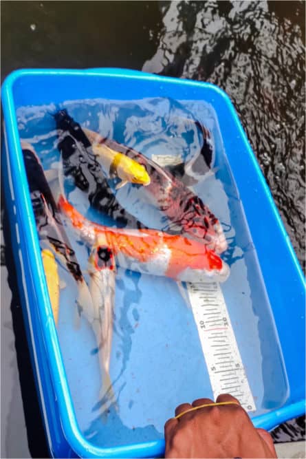 A Group of Koi in Different Sizes being measured in a pale