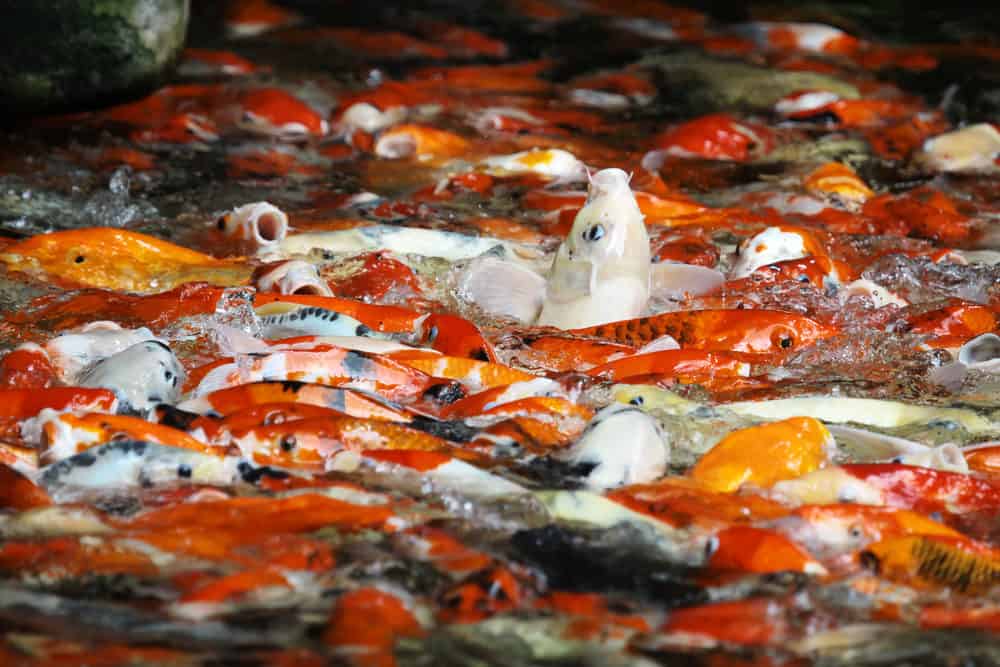 A Group of Overcrowded Koi Fish Swimming and Gasping for Air
