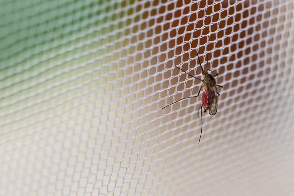 A Photo of a Mosquito and a Netting