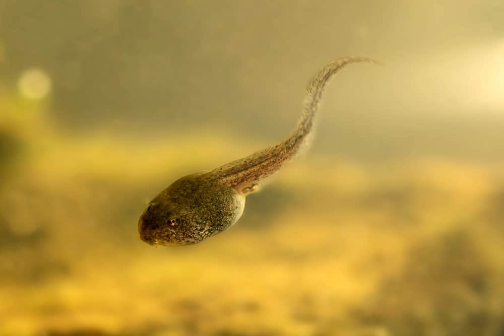 A Photo of a Tadpole in a Pond