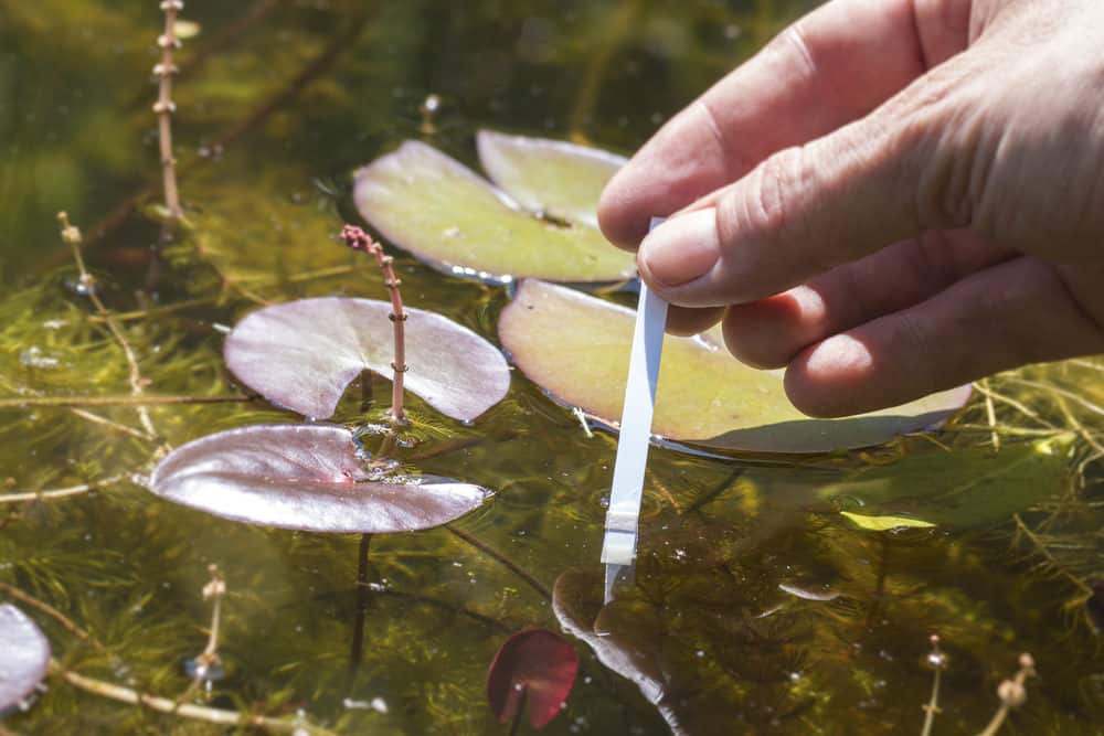 Measuring the Nitrite Levels of a Pond Using a Testing Strip