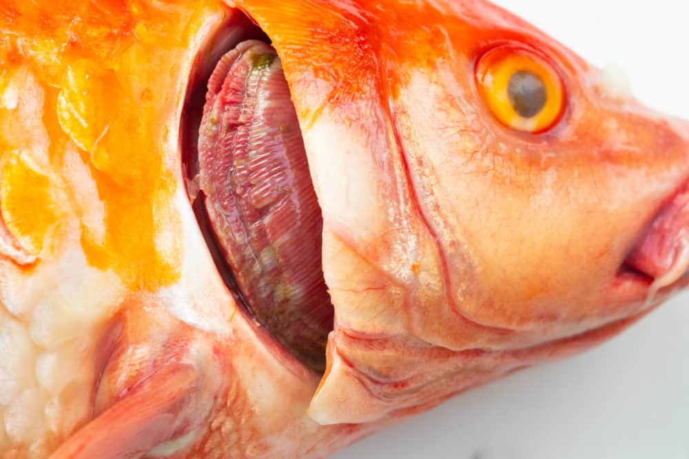 A photo of an Orange Koi with Bacterial Infection