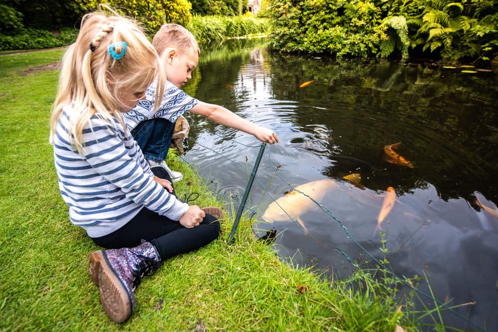 A Photo of Kids Looking at Fish in a Koi Pond